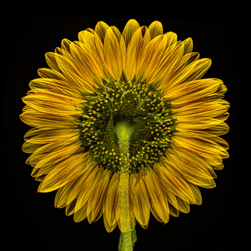 Sunflower 28