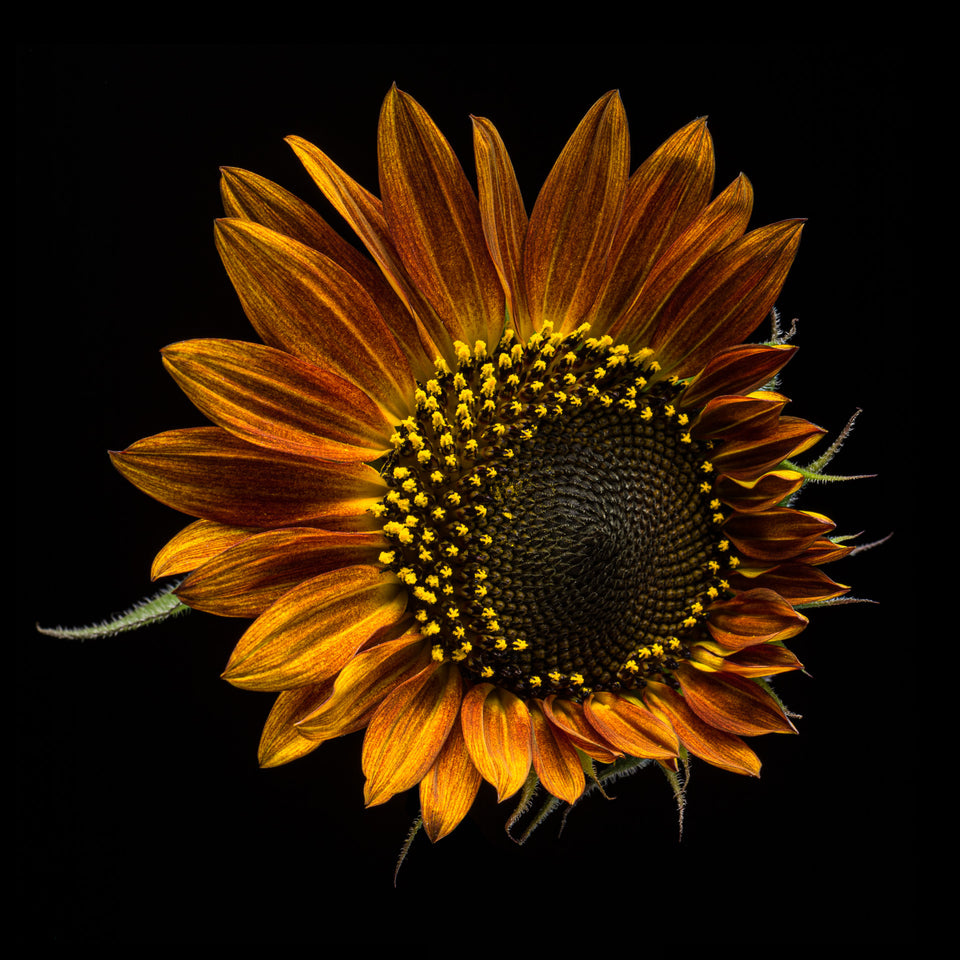 Sunflower 30