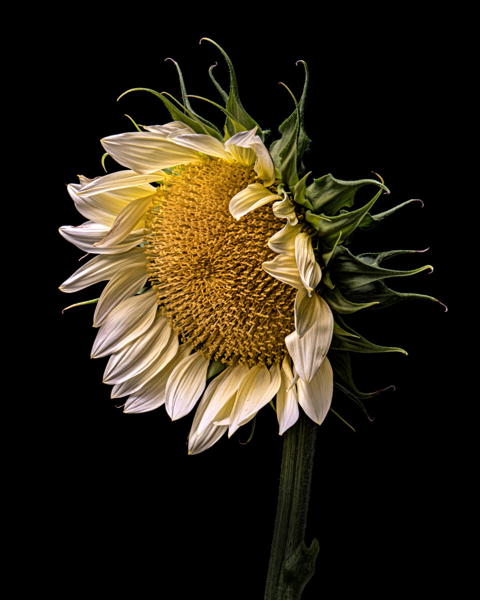 Sunflower 34