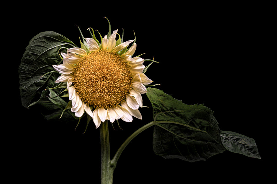 Sunflower 35