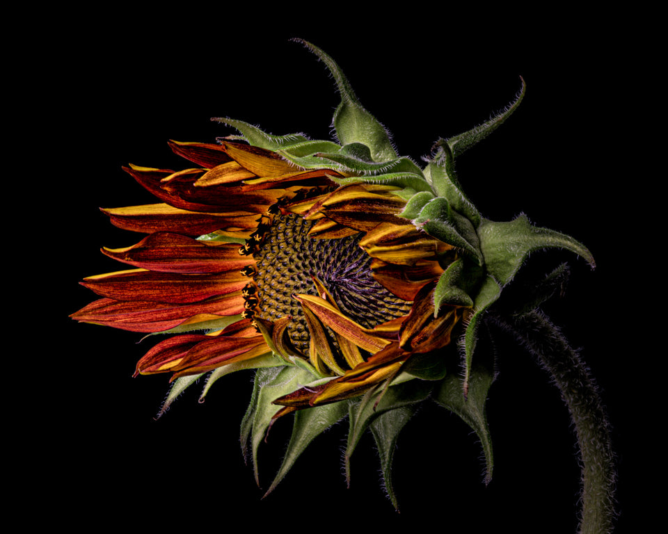 Sunflower 37
