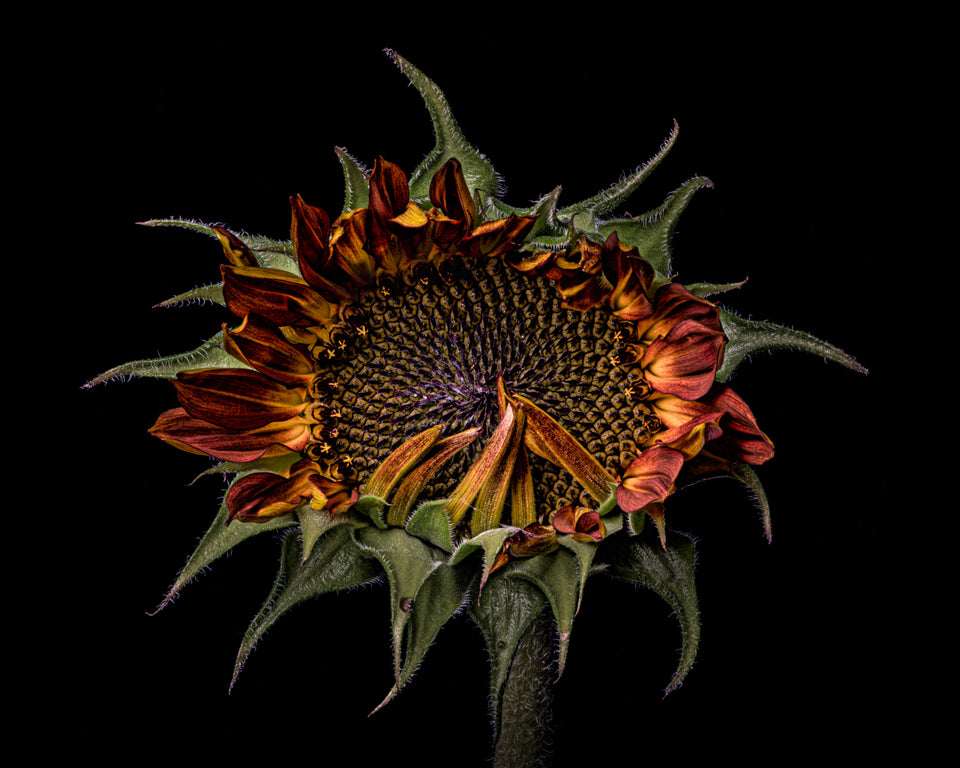 Sunflower 38