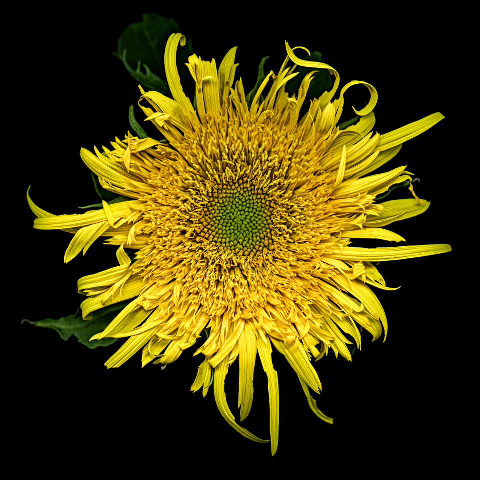 Sunflower 41