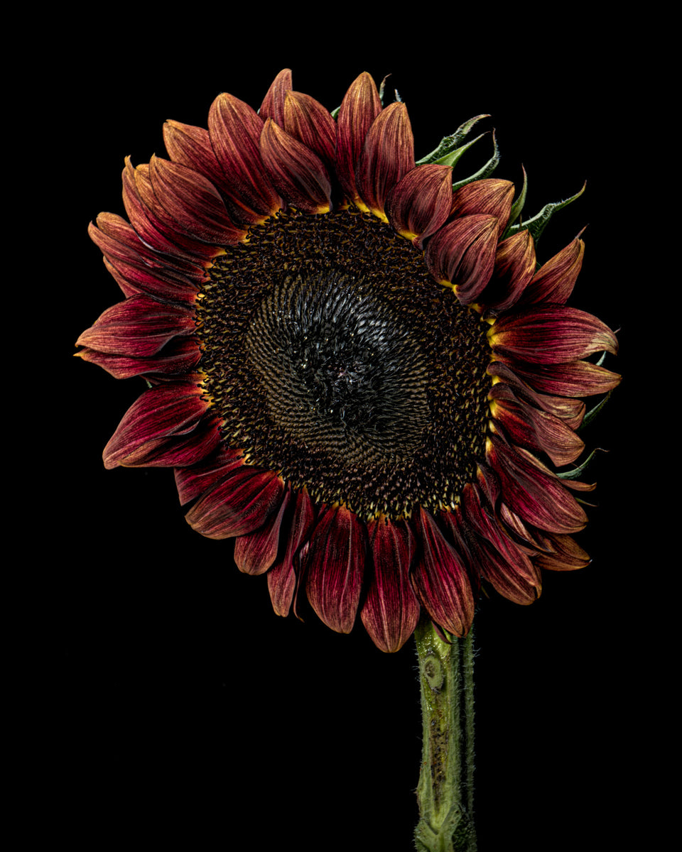 Sunflower 42