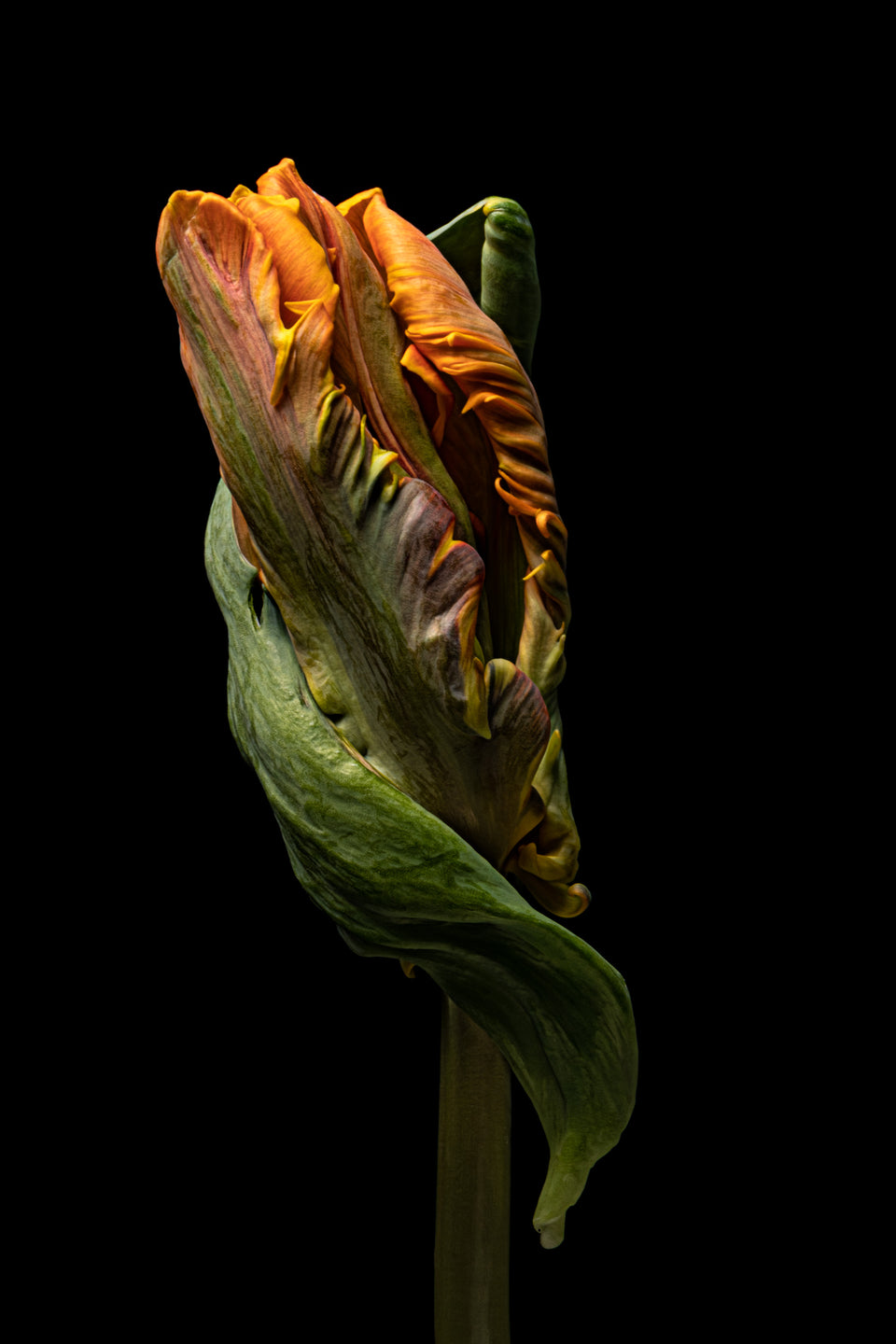 Tulip 20