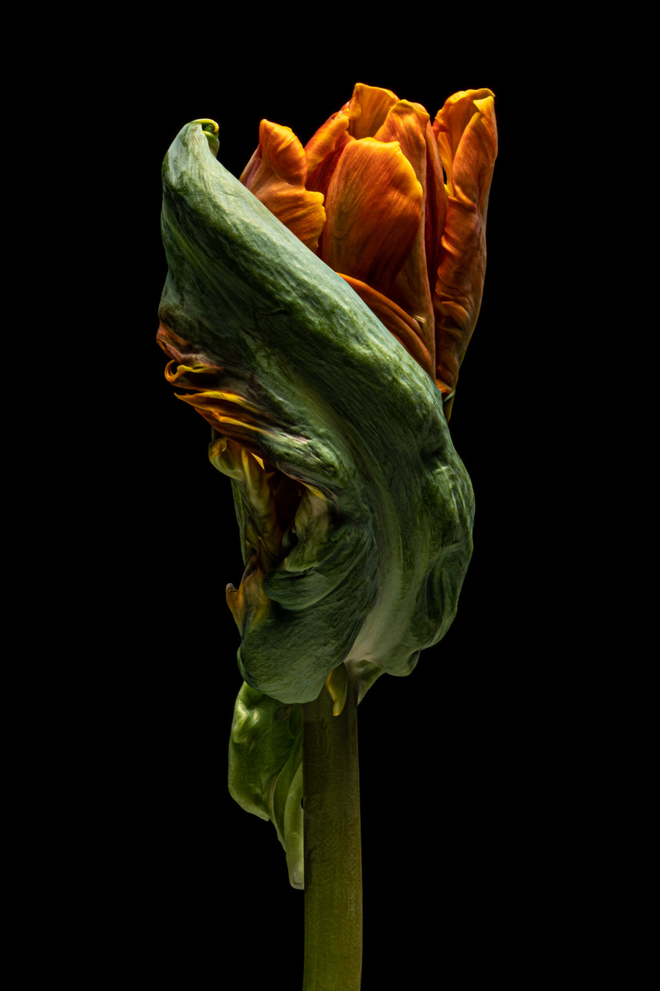 Tulip 21