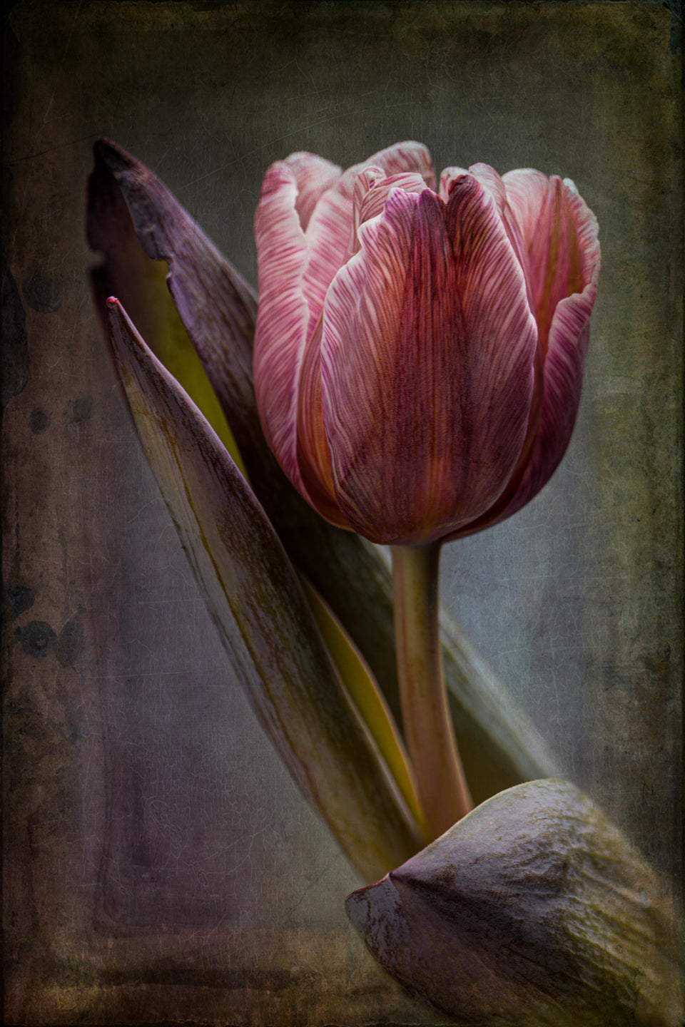 Tulip 24