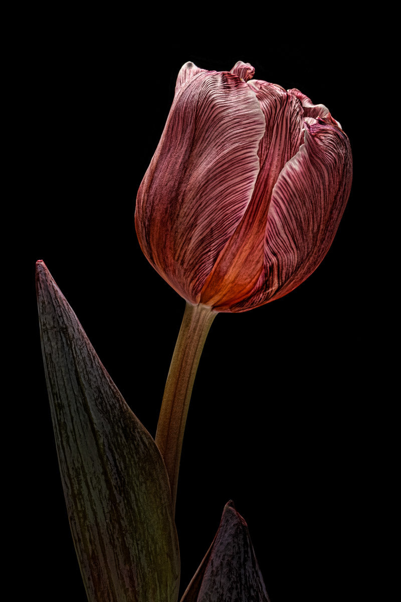 Tulip 31