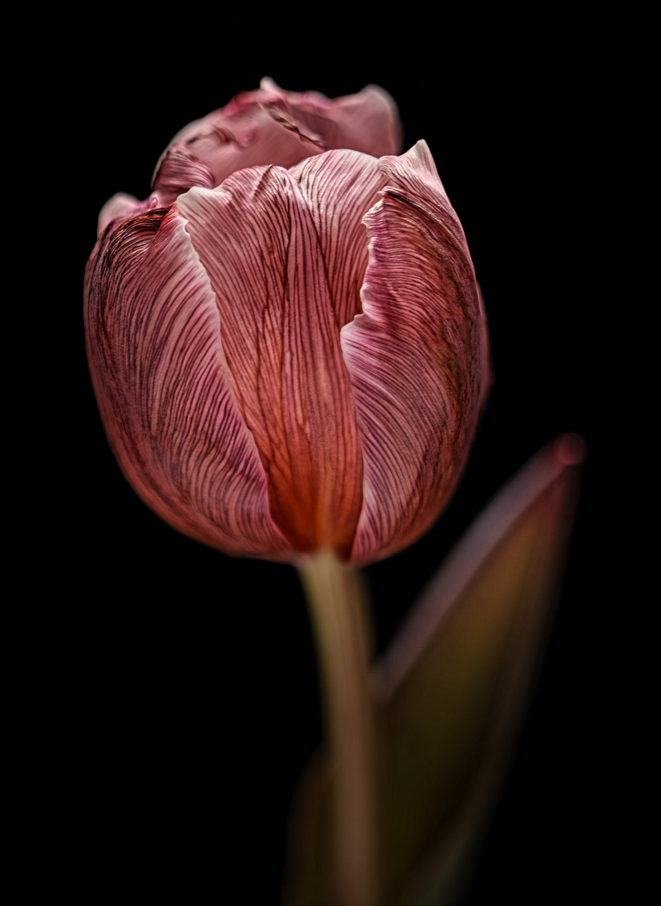 Tulip 32