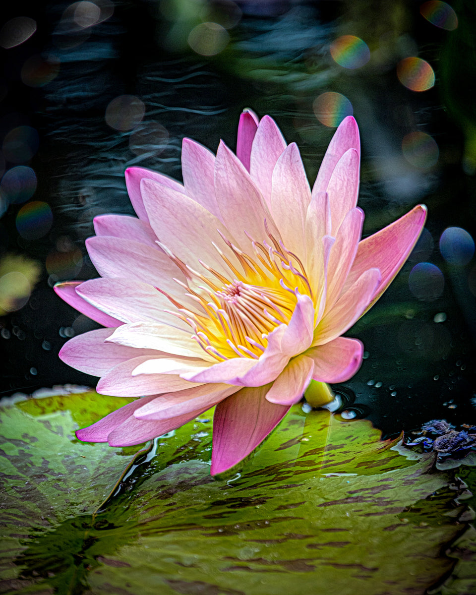 Waterlily 10