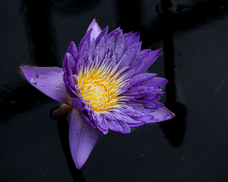 Waterlily 11