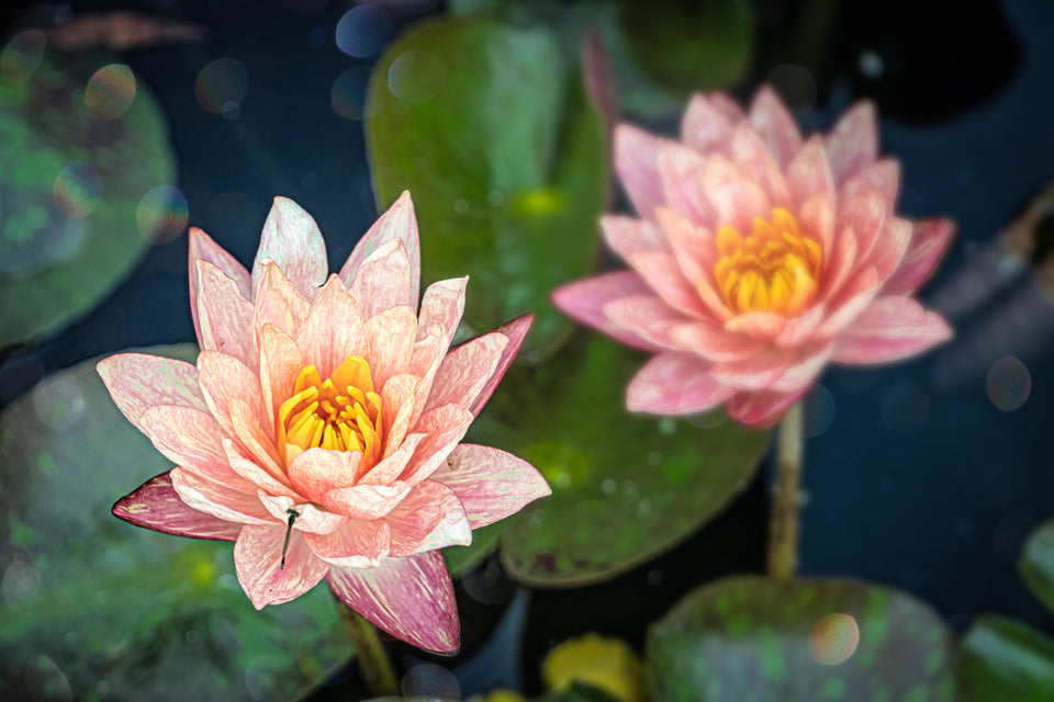 Waterlily 12