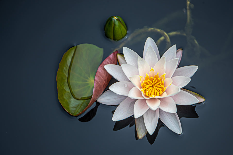 Waterlily 13