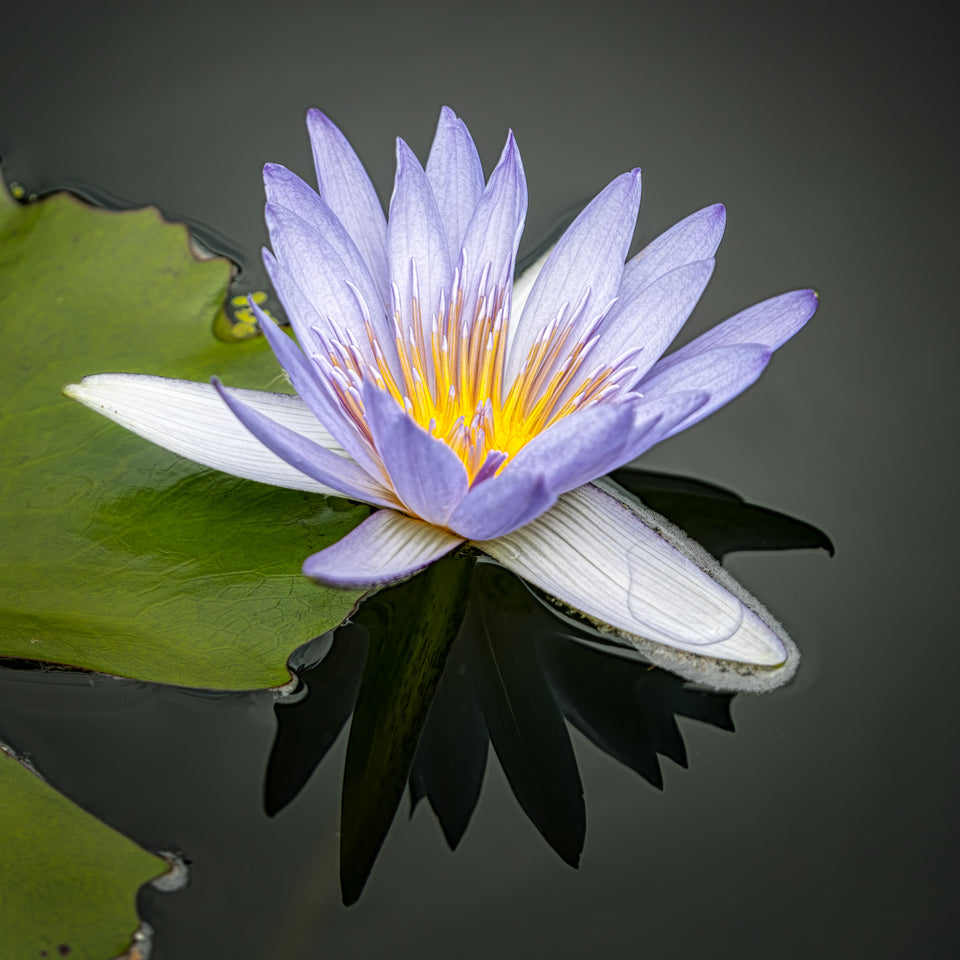 Waterlily 4