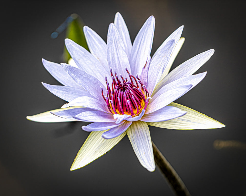 Waterlily 5