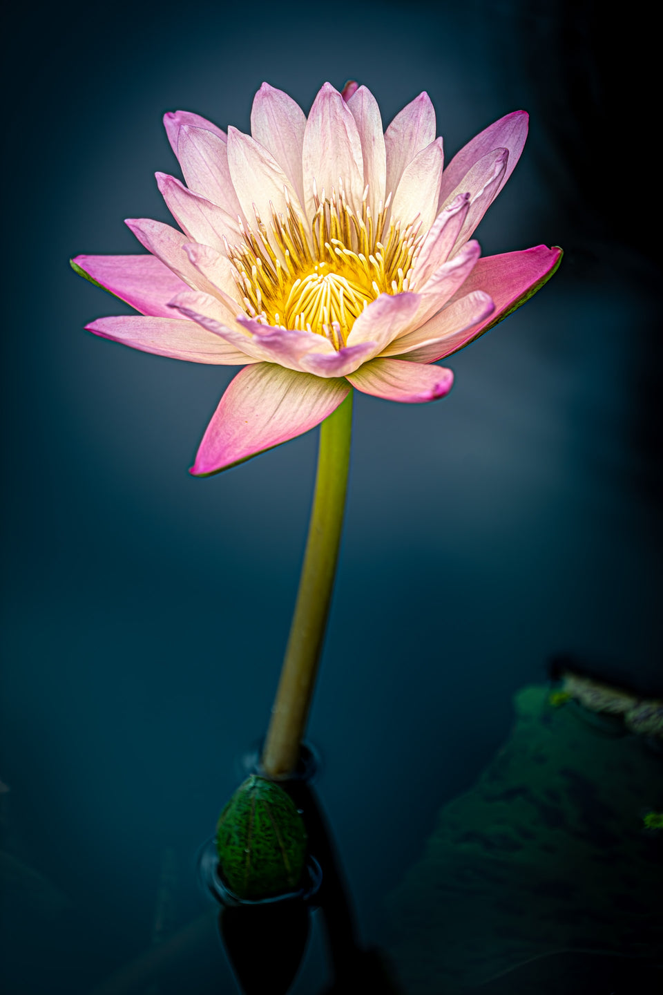 Waterlily 8