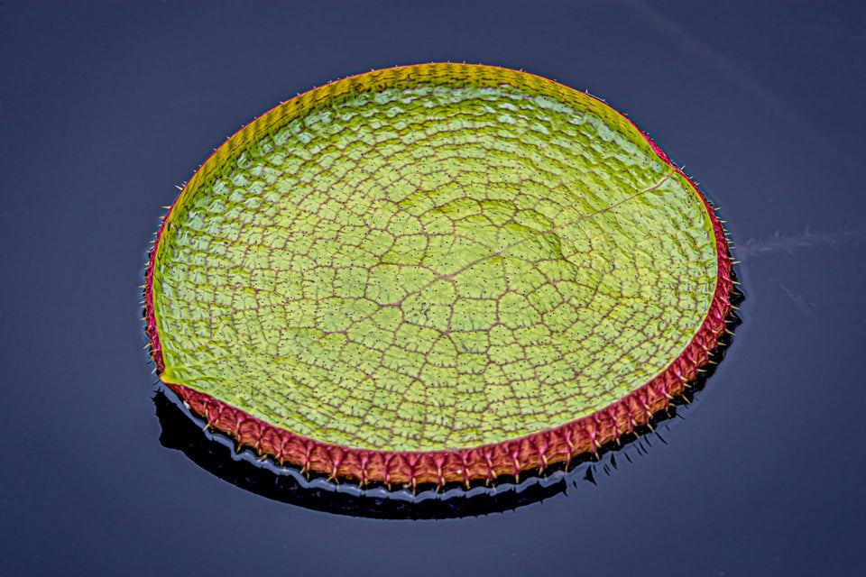 Water Lily Pad 2