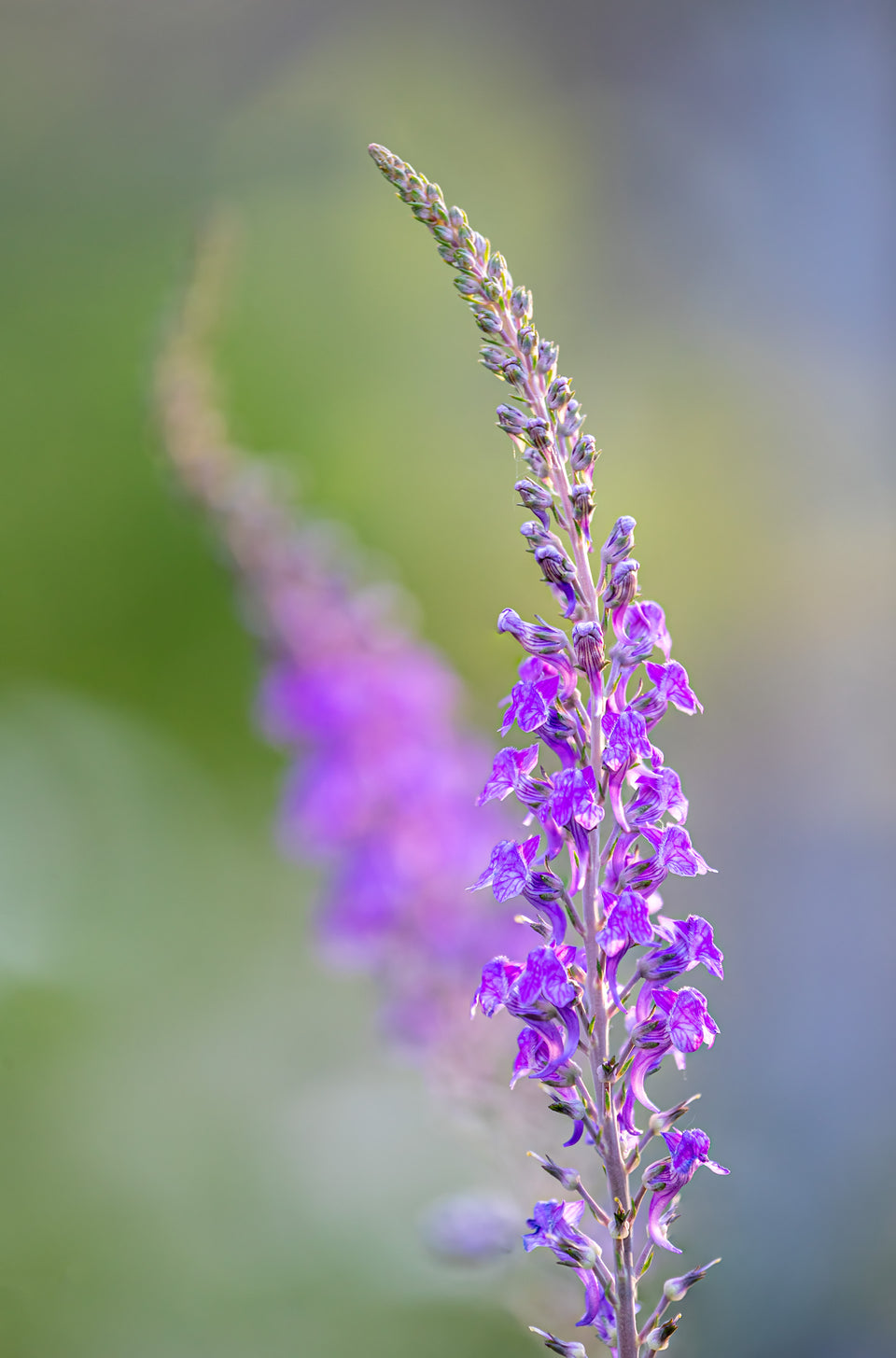 Woodland Sage 1